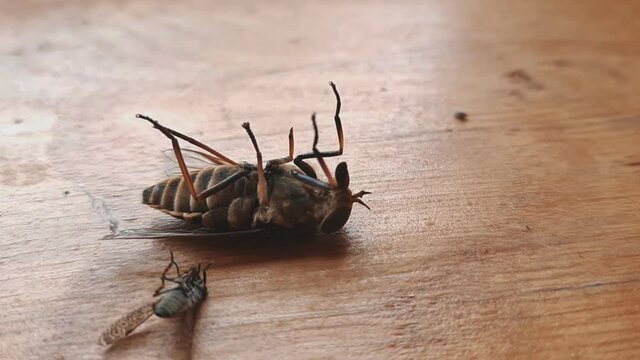 Close Up Of Horsefly Tabanidae Diptera Insect Lying Down On Its Back On A Wooden Surface