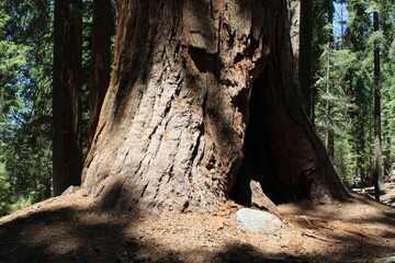 Obraz premium Nature Photos