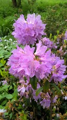 Admiring the flowers and landscapes of our world