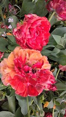 Admiring the flowers and landscapes of our world