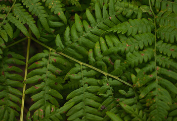 Photo of the leaves of the fern. Background. Texture