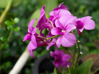 Tropical orchid with natural green background, Petals of pink and purple flowers blooming