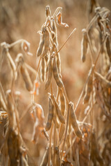 Ripe soybeans ready for harvesting on a farmer's field.