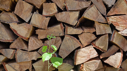 Stacked chopped logs timber background with green plant