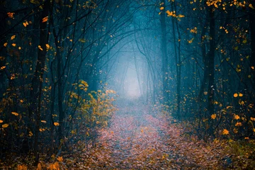 Keuken foto achterwand Bosweg Mysterious pathway. Footpath in the dark, foggy, autumn,  forest with high trees. Arch through the autumn misty forest with yellow leaves.