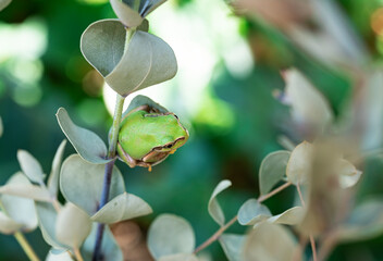 A tree frog on a eucalyptus leaf