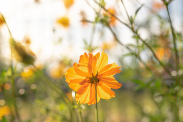 Yellow cosmos flower blooming in the garden.	