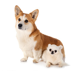 Pembroke Welsh Corgi and chihuahua