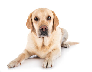 Obraz premium labrador retriever in studio