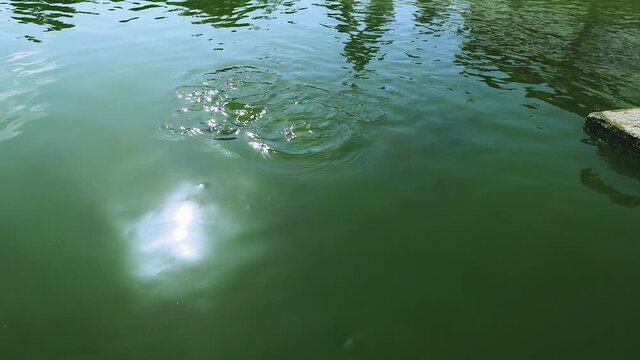 The shiny reflections of the sun in the temple pool are green water.