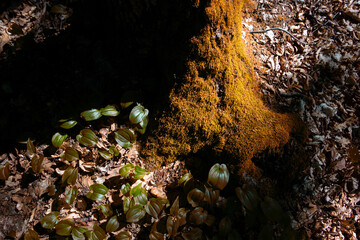 roots and tree trunks in the forest that we celebrate in our vacation