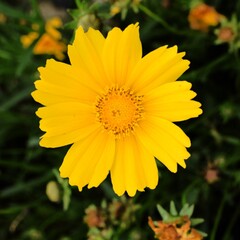 Yellow Flower