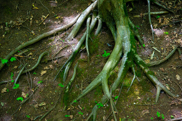 roots and tree trunks in the forest that we celebrate in our vacation