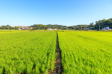 Fototapeta na wymiar Korean traditional rice farming. Korean rice farming scenery. Rice field and the sky in, Gimpo-si, Gyeonggi-do,Republic of Korea.