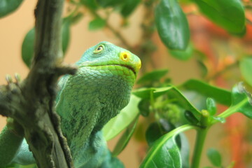 green iguana on a branch