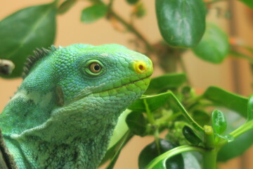 green iguana on a branch