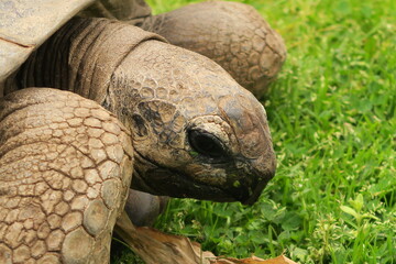 tortoise in the grass