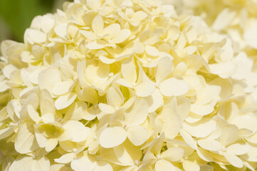 Bush blooming yellow hydrangea