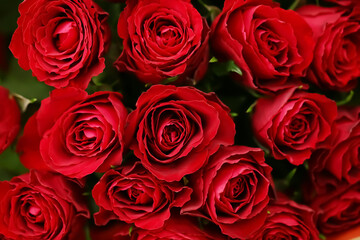 Beautiful red roses as background