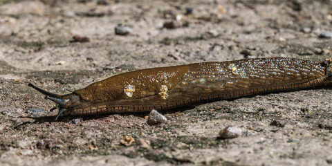 Big slug in the summer forest