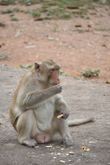 Monkey sitting on the ground eating snacks
