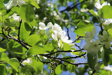  Blooming apple tree, small white flowers on a blurred blue sky background. Beautiful delicate photo of flowers for summer mood. Stock photo for web and print with empty space for text and design.