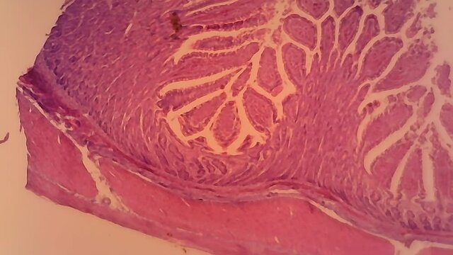 Microscope Dog Jejunum Cross Section x1200