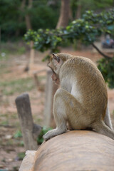 The monkey sits back with a blurred tree background