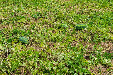 Crop Of Watermelon With Fruits