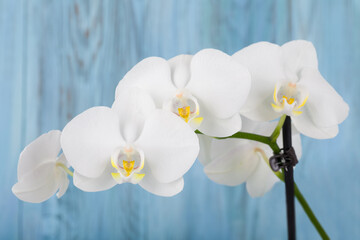 Fototapeta na wymiar romantic branch of white orchid on blue wooden background, studio shoot
