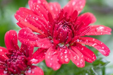 Closeup of red flowers of Chrysanthemum morifolium after rain with water drops