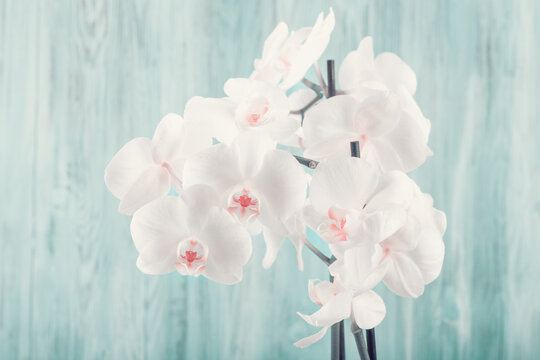 romantic branch of white orchid on blue wooden background, studio shoot