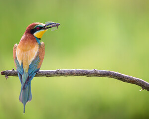 colorful bee eater birds on a branch