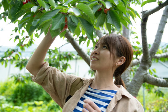 Young Woman Picking Cherry