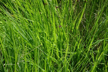 Gras