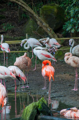 長崎バイオパークにいる赤とピンクのフラミンゴ