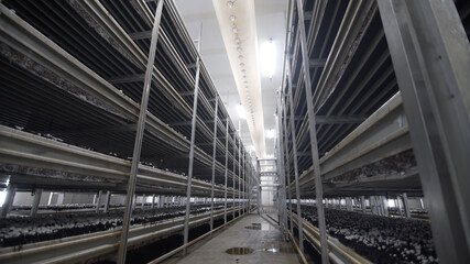 Champignon production farm. Shelves rows. Shampion grown mushrooms. Modern agriculture. White champignon mushrooms harvest