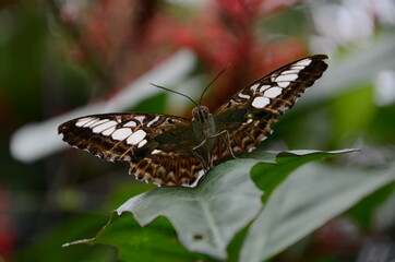 Schmetterling von unten