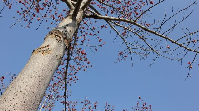 Bombax ceiba tree
