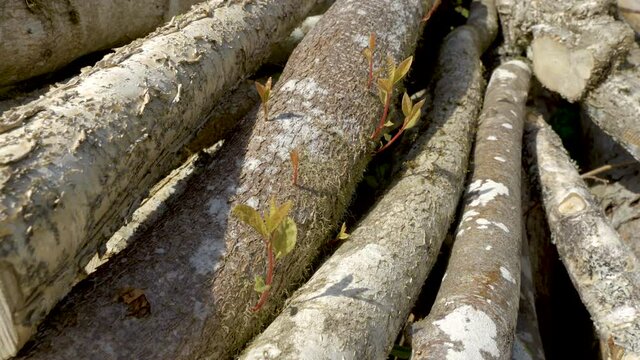 The growing tiny leaves on the tree logs of bird cherry tree