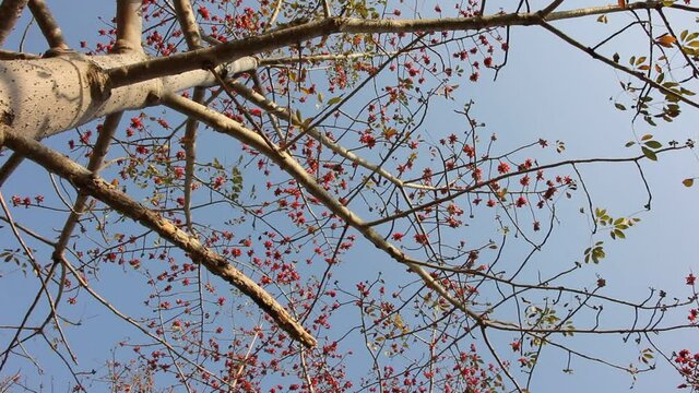 Bombax ceiba tree
