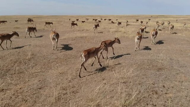 Kalmykia, nature reserve. Saiga antelope herd in the steppe.