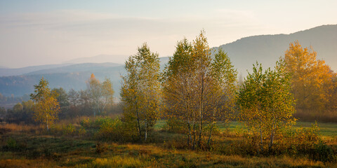 misty morning of mountainous countryside. rural landscape in autumn colors. trees on the fields in fall colors. distant mountains beneath a sky with clouds in morning light
