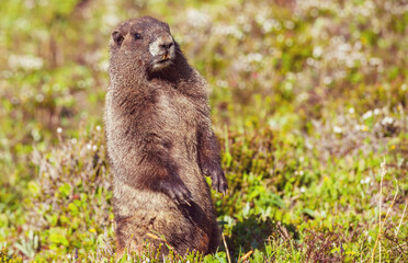 Marmot