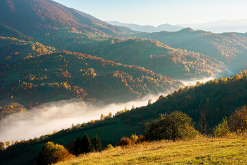 foggy morning in autumn mountains. countryside scenery in fall colors. colorful trees on the...