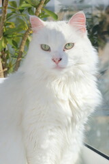 White cat lit by the sun sits on the balcony