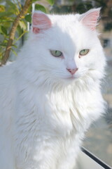 Naklejka na ściany i meble White cat lit by the sun sits on the balcony