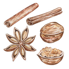 watercolor illustration set of spices and walnut