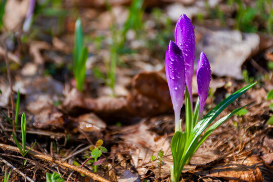purple crocus flowers on the forest glade. beautiful nature scenery on a sunny day in springtime