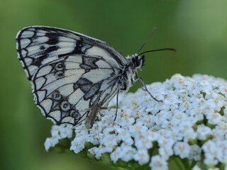 Melanargia galathea butterfly  in the early morning in a clearing among forest flowers
